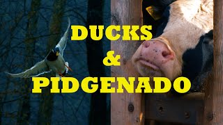 HIGDON OUTDOORS TV - 1013 - "Ducks & Pidgenado"
