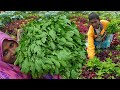 VILLAGE FOOD LOW COST LUNCH Farm Fresh Bathua Shak Vorta Recipe EGGPLANT FRY WINTER VEG HARVESTING