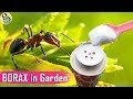 BORAX in Gardening: As a Fertilizer and Ant Control - Borax Ant Bait Recipe
