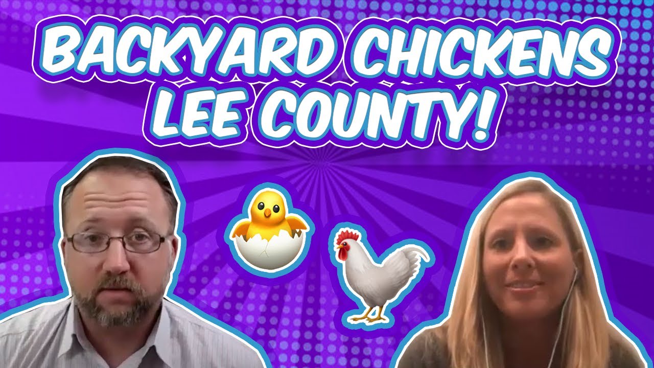 Could Backyard Chickens Be Coming To Lee County? YouTube