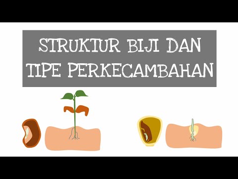 Video: Perbedaan Antara Perkecambahan Epigeal Dan Hipogeal