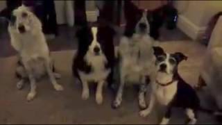 Mannequin Challenge Fail When Dog Farts