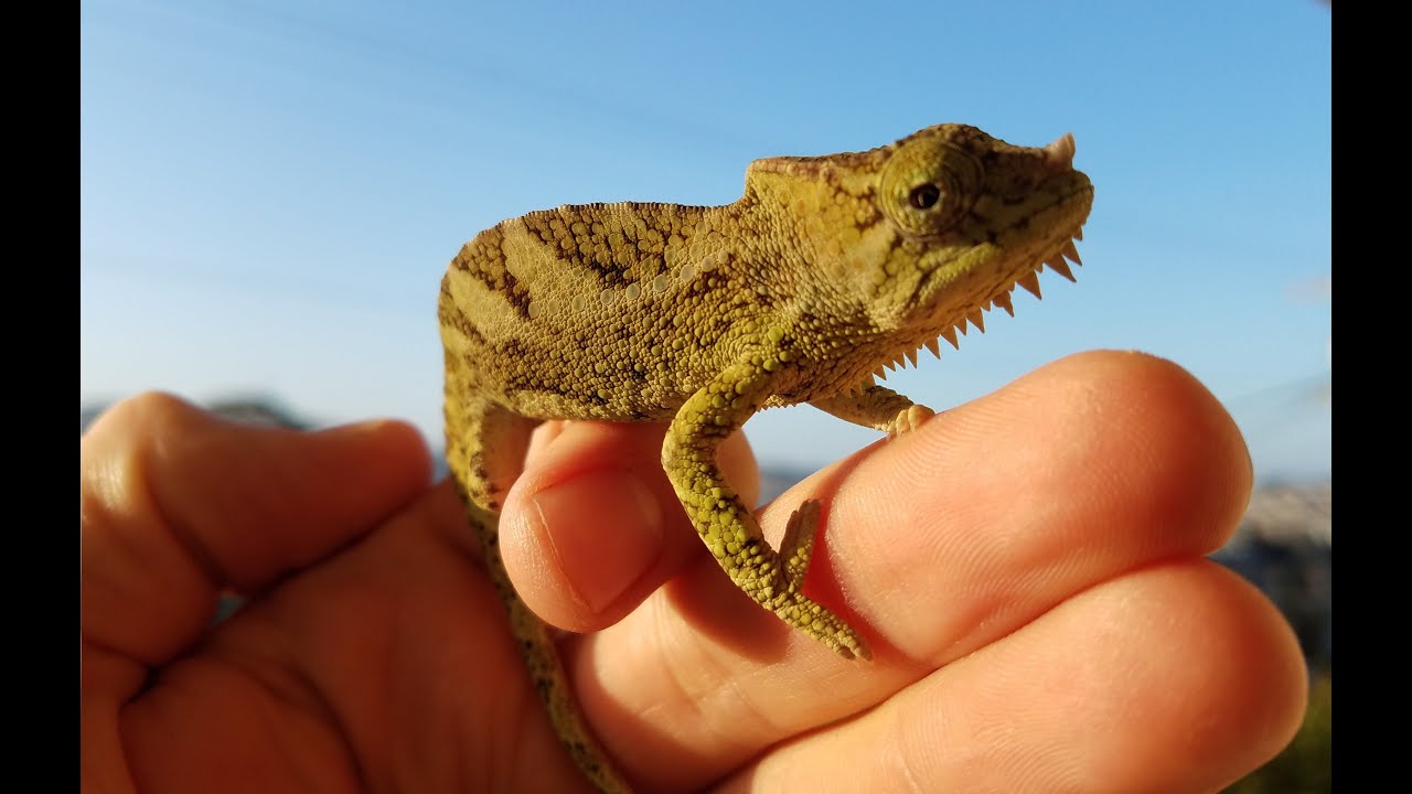 New Chameleons! 2 more Quadricornis Graciliors!