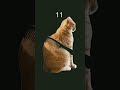 Sorry cat
