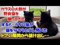 #111【猫の凄い話】カラスの大群が野良猫を襲ってきた。すると、うちの猫が守ろうとして玄関の隙間から外に飛び出し・・・驚きと勇敢な行動に僕は・・・感動のストーリー