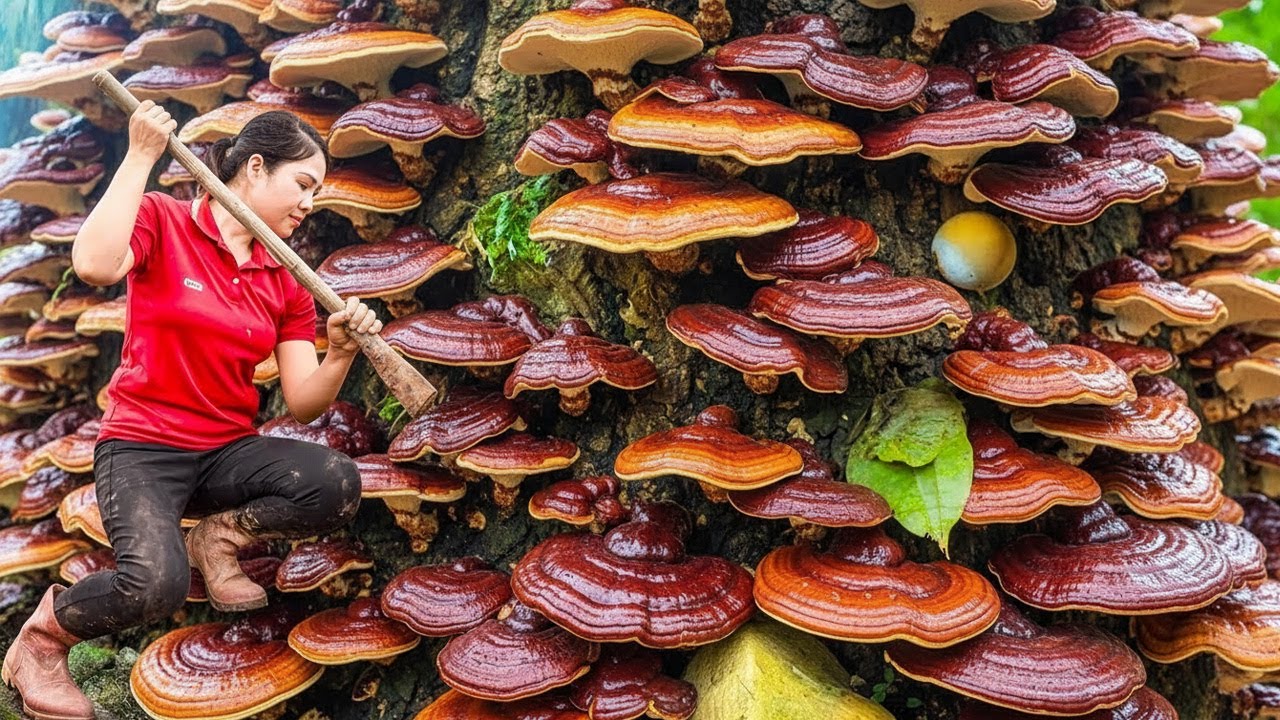 Harvesting Giant Lingzhi Mushroom in the Forest & Go to Market Sell | Rural Daily Life