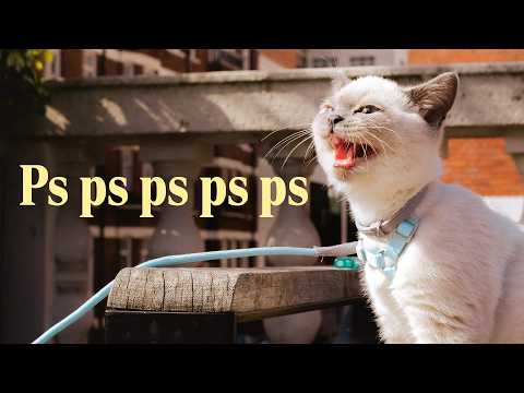 What Photographers Can Learn From Making Friends With Cats