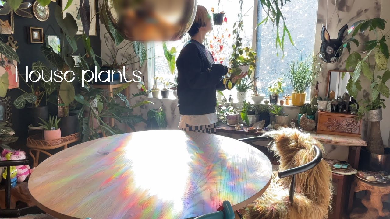 植物好きが 鉱物に沼った´-】観葉植物と鉱物/鉱物コレクション/天然石