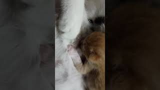 2 Günlük Yavrularını Emziren Kedi Anne Kedi Çok Huzurlu Gözüküyor