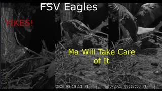 Xcel/Fort St. Vrain Eagles~Creepy Crawley Night Visitor-Eagle Mom Defends Eaglets_5.13.26