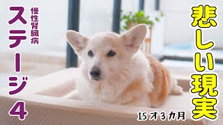 慢性腎臓病ステージ4と診断されました【15才コーギー】