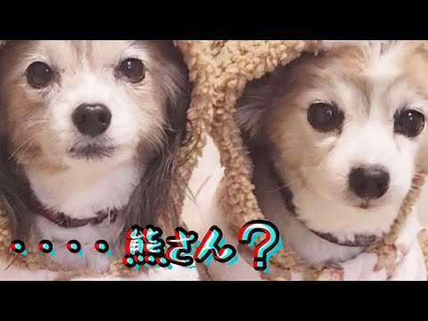 パピヨン2匹熊さんに変身🐻最後にクイズもあるよ🎵