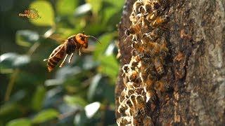 [60FPS HQ 다큐] 장수말벌의 침입을 막는 꿀벌의 처절한 사투