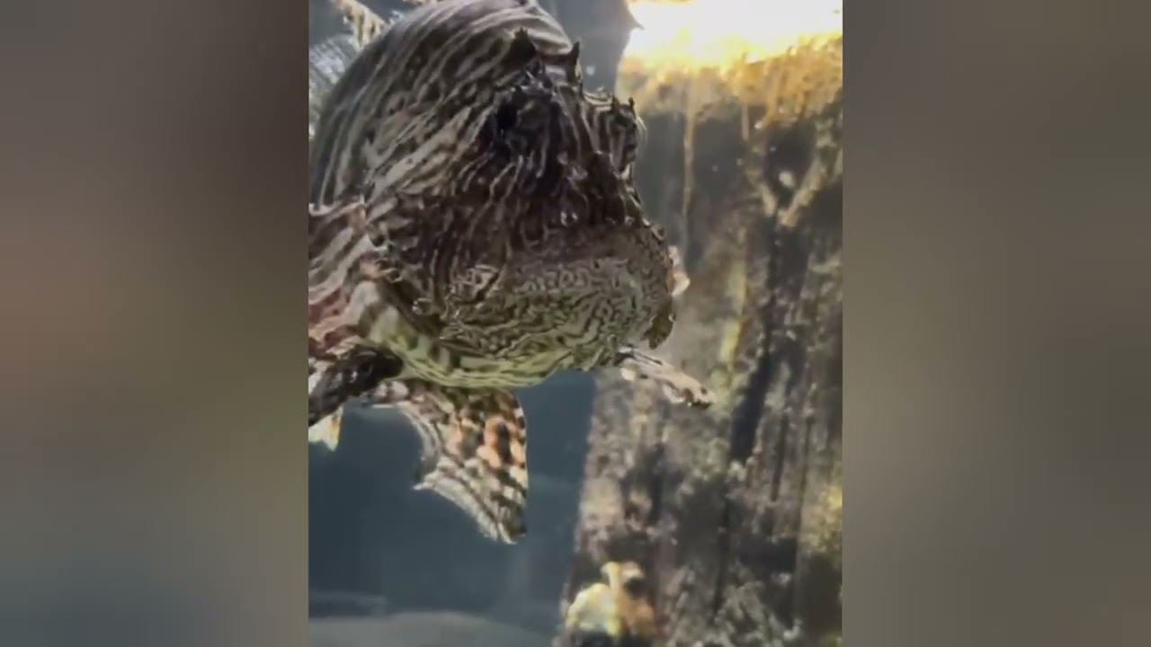 VGP Marine Kingdom in Chennai ECR# fish show