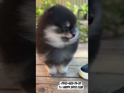 Классный парень померанец