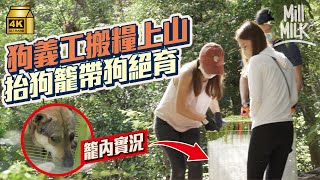 #MM｜90後女老師做狗義工每星期上山照顧70隻流浪狗 人手搬30KG狗狗落山絕育 行崎嶇山路上黃大仙山搬水搬糧 領養癲癇9歲金毛犬 望為浪浪找終身的家 ｜#700萬種生活 #4K