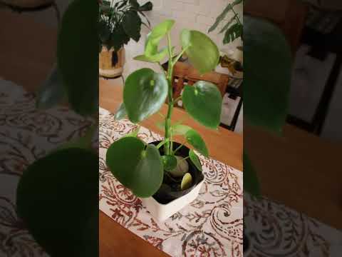 Video: Aprenda a propagar una planta de muñeca china