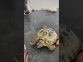 Schildkröte und Husky in der Küche 💚 | 🐢 Viking Turtle Olaf #shorts