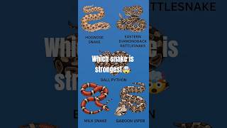 Strongest Snake Bite Force… Most People Guess Wrong!