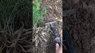 Young farming tools#farmlife #farming #rogater #gardening #asmr #agro #agriculture #fyp