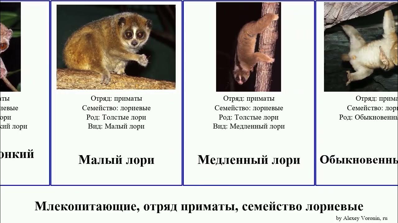 Классификация приматов схема 7 класс. Отряд млекопитающих приматы таблица. Линей отряд приматы. Таблица млекопитающие 7 класс биология. Отряд млекопитающих приматы таблица.