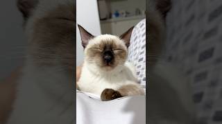 world's cutest cat??? 😳 you're so gorgeous 🎶 | tofu the siamese cat #shorts #cats #catshorts