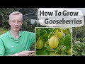 How to grow gooseberries  a complete introduction to growing a delicious and underrated fruit