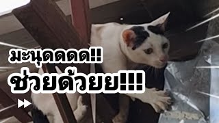 มนุษย์ช่วยด้วยยย!! #แมว #cat #บันเทิง