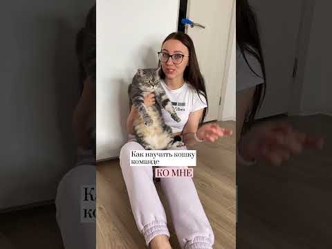 Как научить кошку команде КО МНЕ
