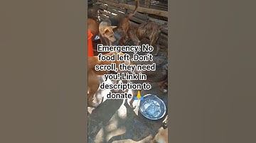 Emergency: No food left . Don’t scroll, they need you! Link in description to donate 🙏