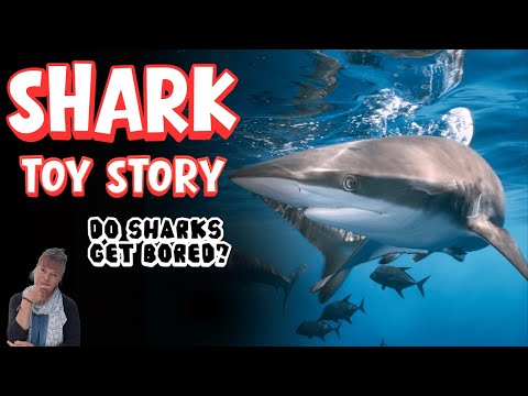 What Happens When Sharks Get Toys?