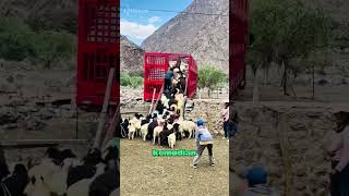 How Chinese Farmers Move Goats 🐑