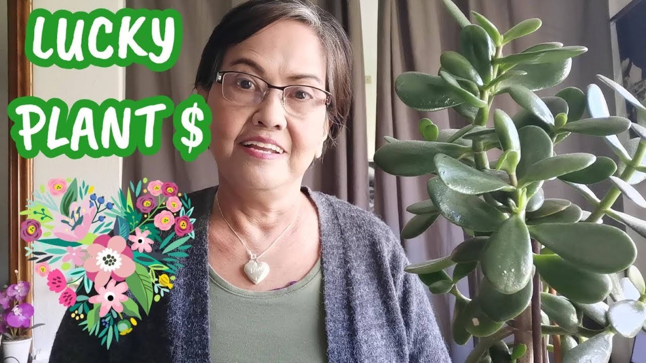 How to replant baby Jade Plants? / Halamang Pampaswerte sa