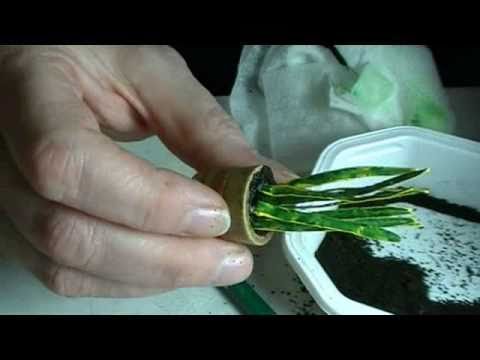 1 12th Scale Snake Plant You