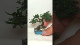 Tiny Bonsai