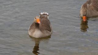 Bedfont Lakes on Lumix GH5 @ 30p