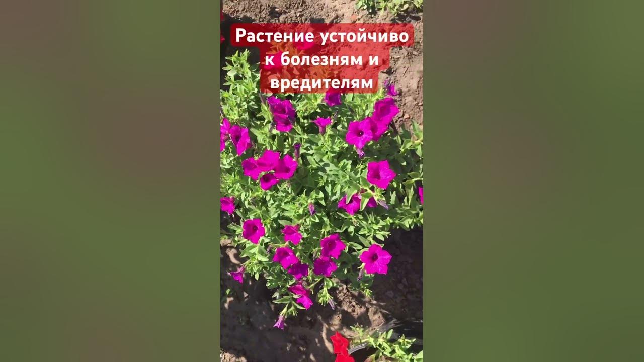Какой сорт выбрать на будущий год? Сурфиния Парпл вельвет. Устойчива к ...