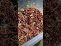 Hydroponic Journey : Day 6 Checking Sprout Condition.