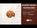 Ganesh Mukhi Rudraksha Mantra | ॐ गं गणपतये नमः | Rahu, Mercury & Jupiter Remedy | Chitta Dhyana