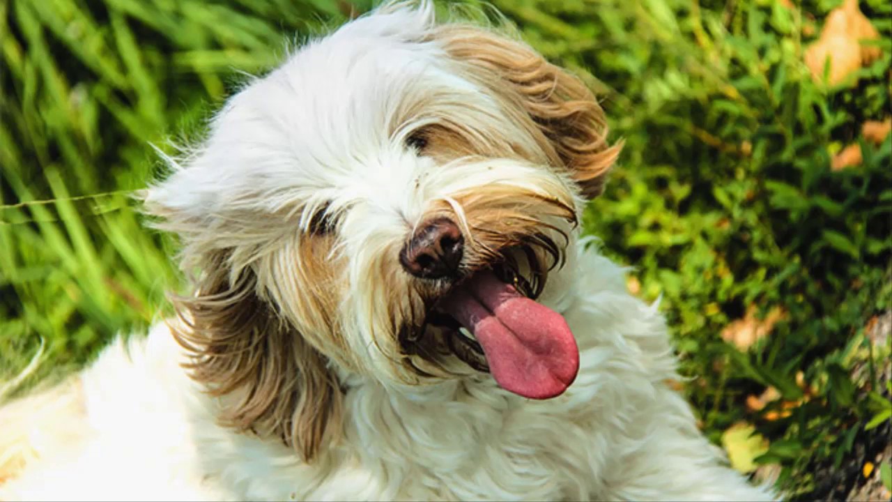 animal world nico pet كل المعلومات عن الكلب المصري القديم الارمنت EGYPTIAN ARMANT SHEPHERD DOG
