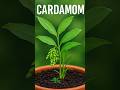 How To Grow Cardamom From Seed At Home Youtubeshorts Youtube Shorts Shortsfeed Trending Viral 