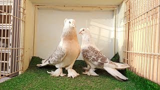 الحمام التركي المنقا - حمام السعودية Turki Pigeons