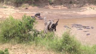 DownloadHippo pool at Ngorongoro Crater Park MP3 MP4 Hippo pool at Ngorongoro Crater Park