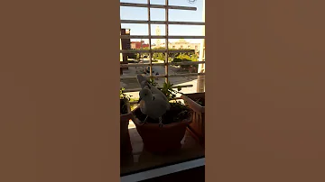 Beatiful Dove يمامة على الشرفة 