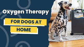 Oxygen Therapy for Dogs At Home