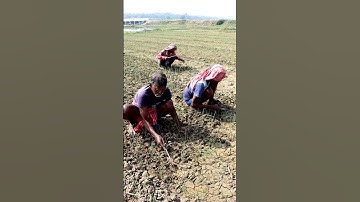 Weeding & Soil Mulching in Onion #shorts