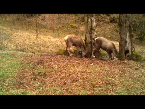 ირმები  ბორჯომ-ხარაგაულის ეროვნულ პარკში | Borjomi-Kharagauli National Park