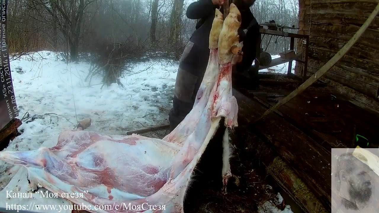 Снимаю шкуру с теленка