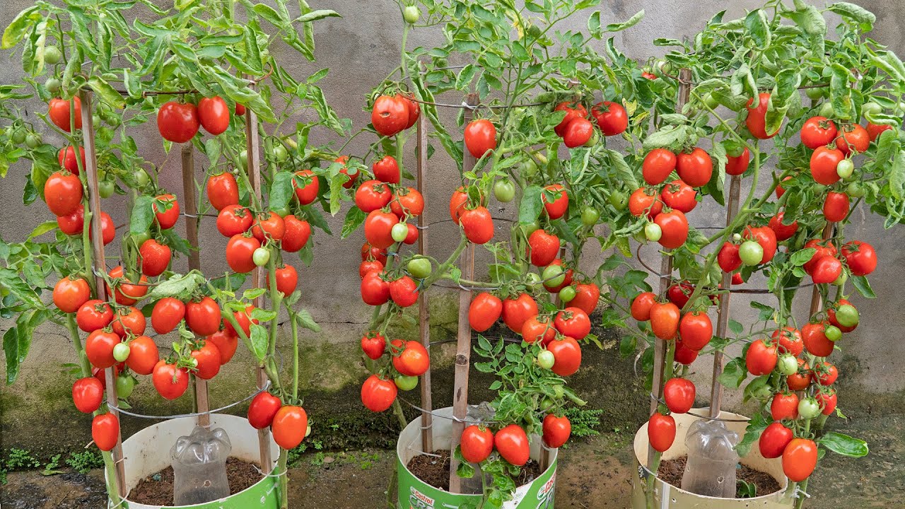 How I grew a garden of superfruit tomatoes in plastic bottles