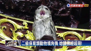 超萌! 二級保育類領角鴞張大嘴唸誦佛經－民視新聞 